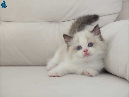Full şecereli ragdoll yavruları 