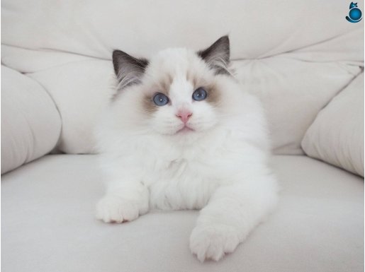 Full şecereli ragdoll yavruları 