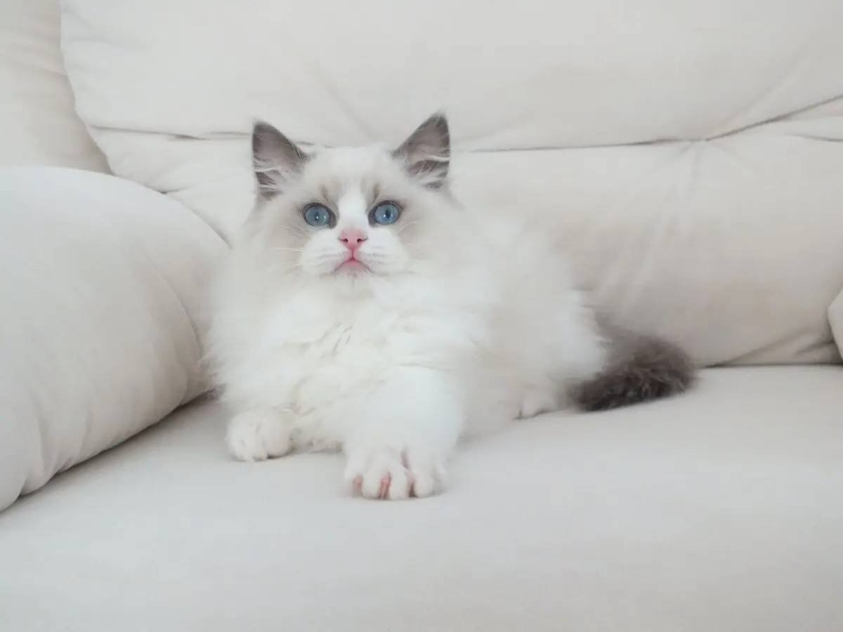 Full şecereli ragdoll yavruları 