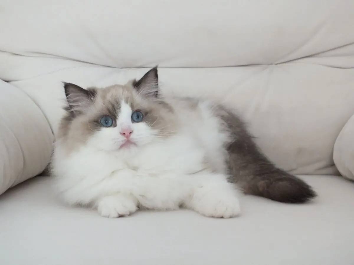 Full şecereli ragdoll yavruları 