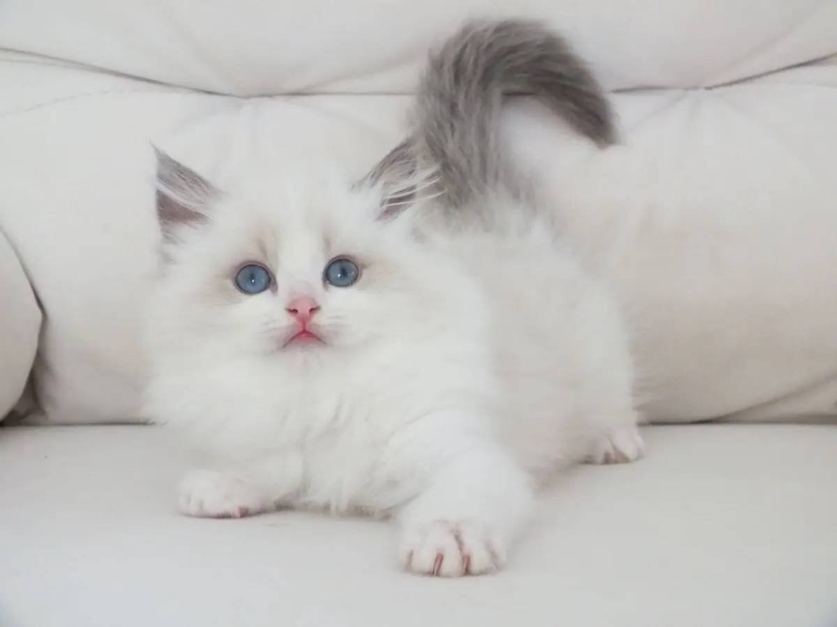 Full şecereli ragdoll yavruları 