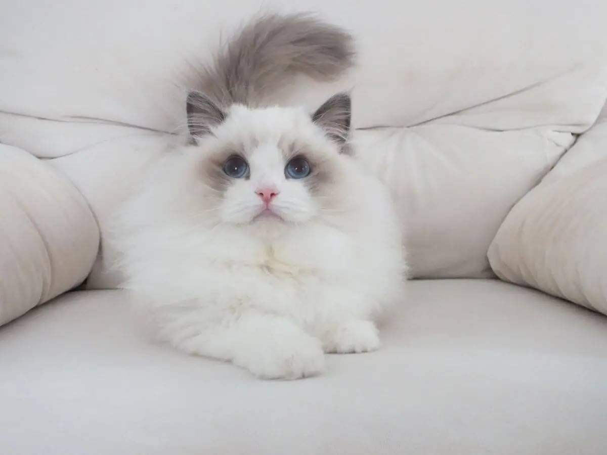 Full şecereli ragdoll yavruları 
