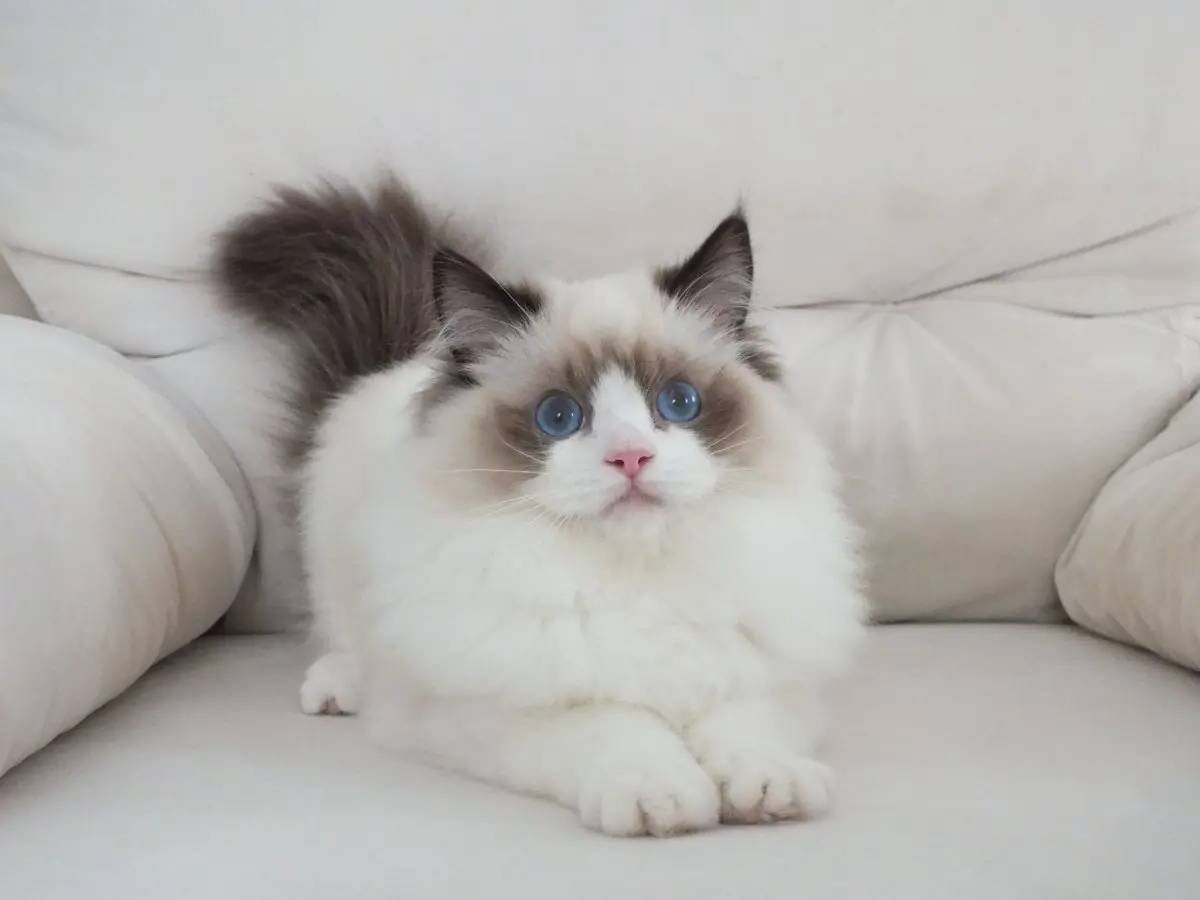 Full şecereli ragdoll yavruları 