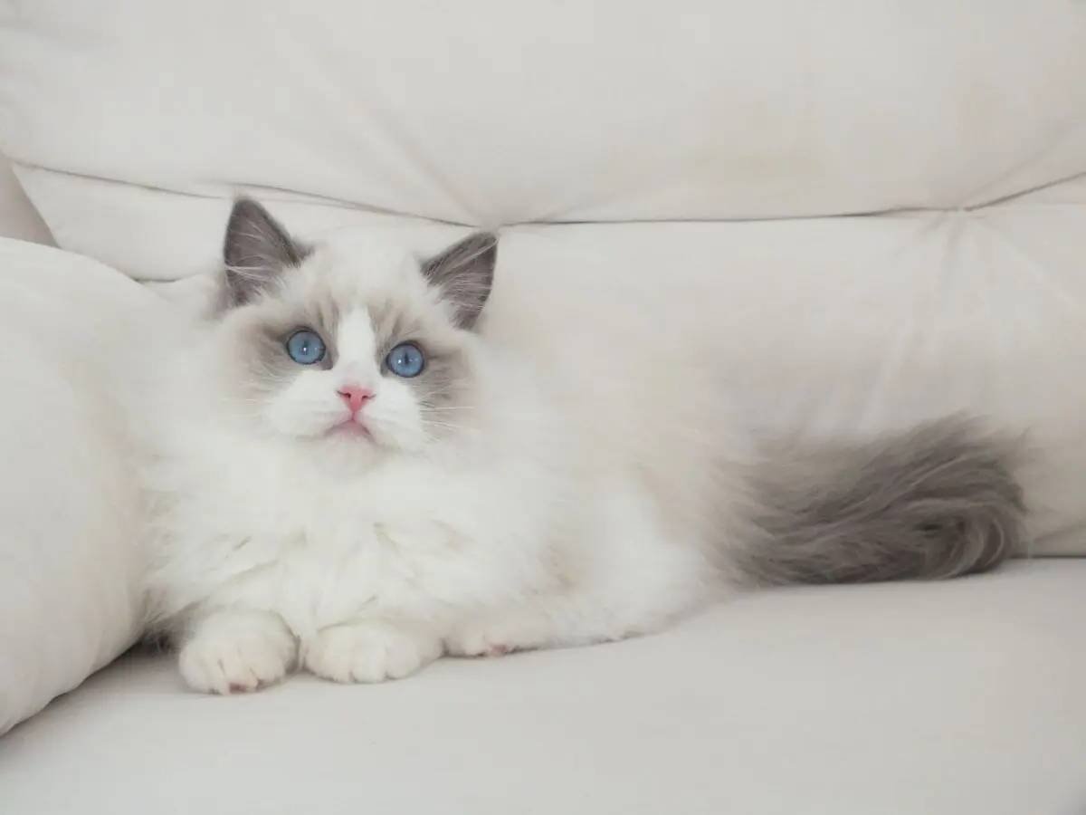 Full şecereli ragdoll yavruları 