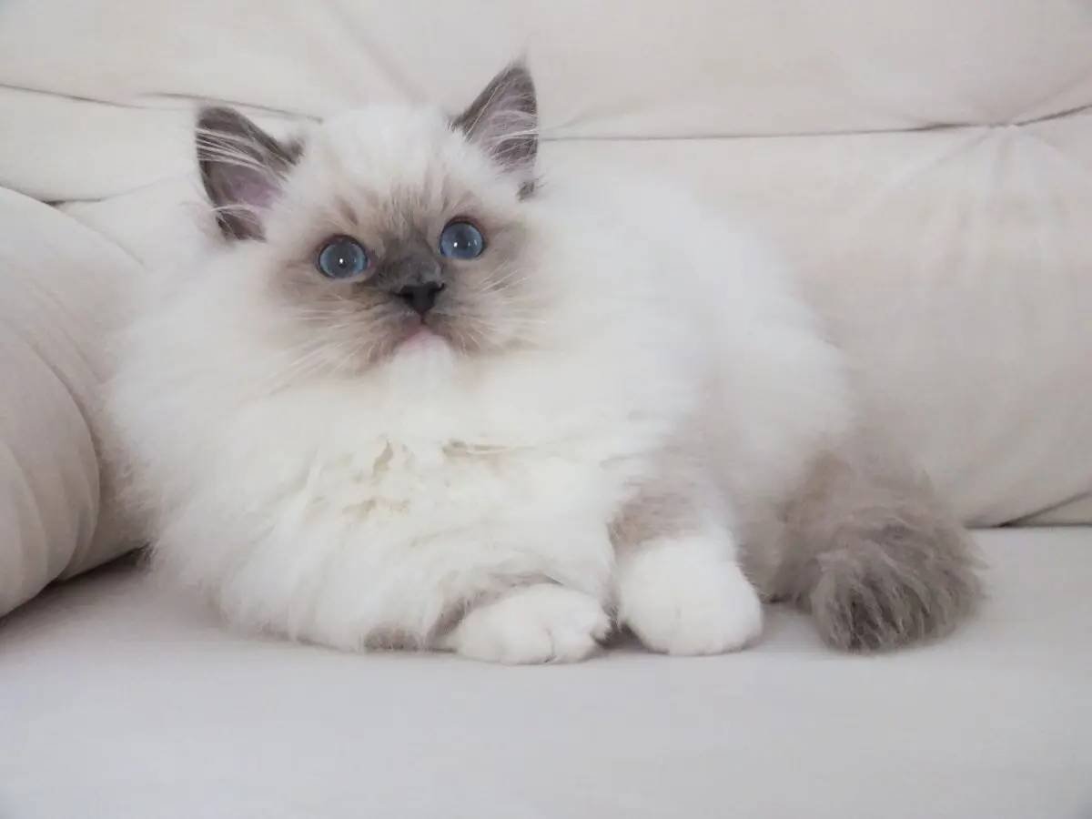 Full şecereli ragdoll yavruları 
