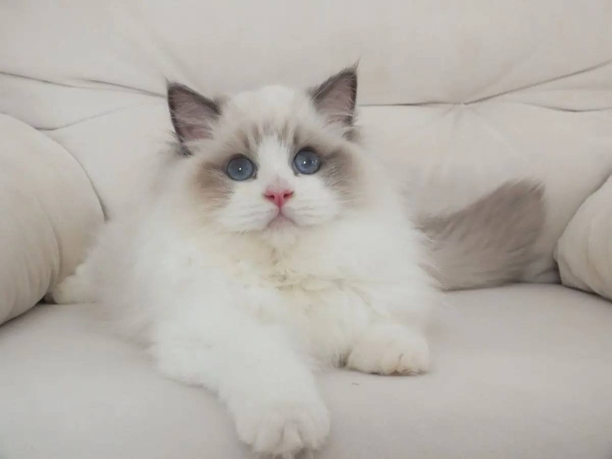 Full şecereli ragdoll yavruları 