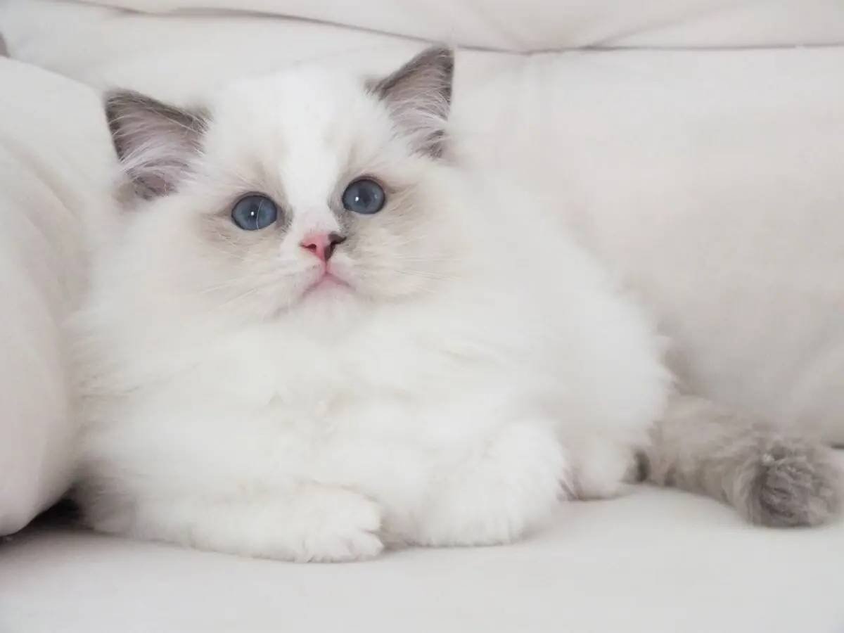 Full şecereli ragdoll yavruları 