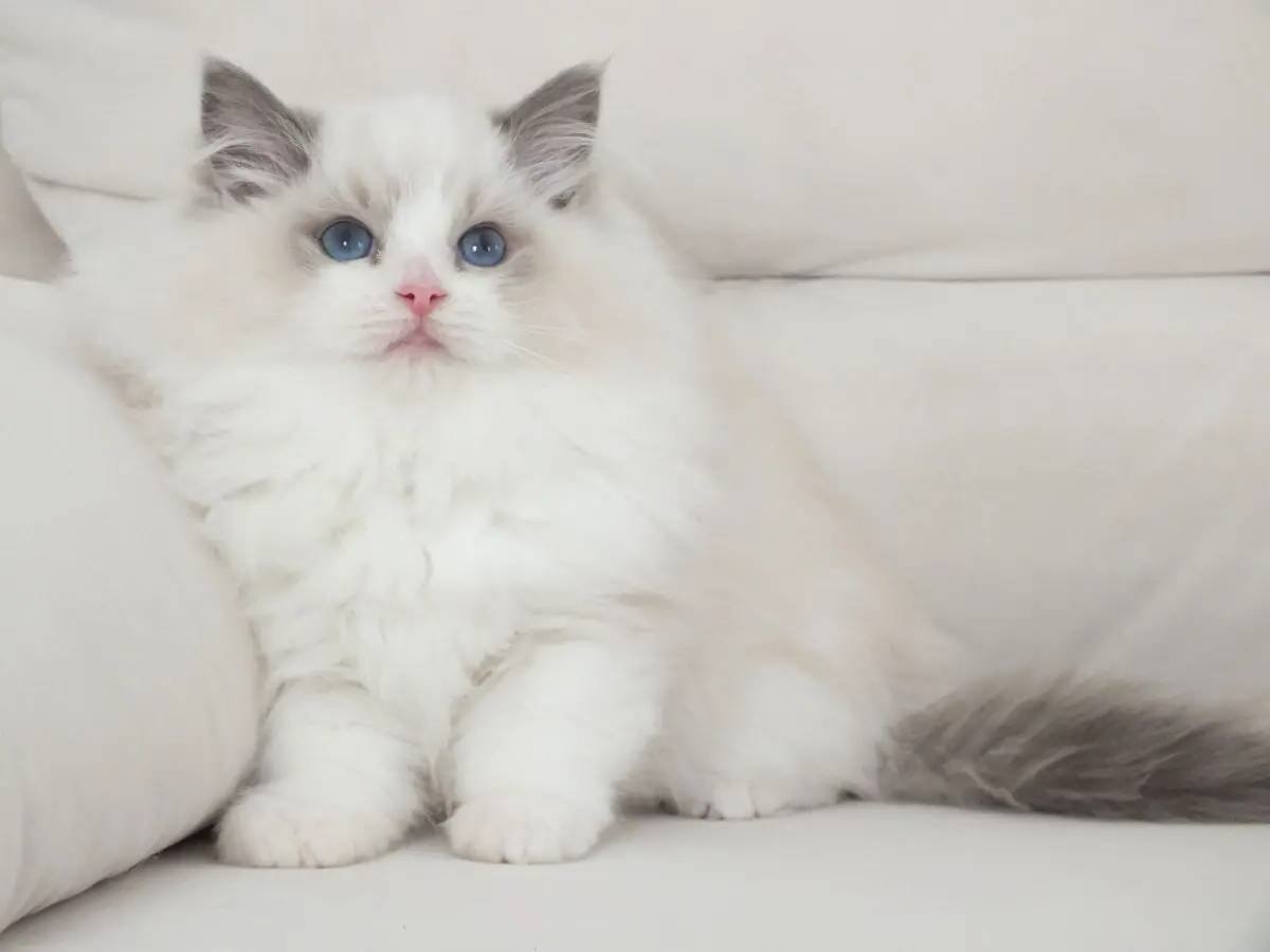 Full şecereli ragdoll yavruları 