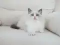 Full şecereli ragdoll yavruları 