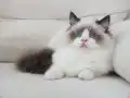 Full şecereli ragdoll yavruları 