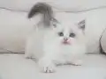 Full şecereli ragdoll yavruları 