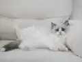 Full şecereli ragdoll yavruları 