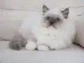 Full şecereli ragdoll yavruları 