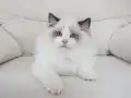 Full şecereli ragdoll yavruları 