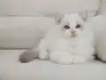 Full şecereli ragdoll yavruları 