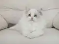 Full şecereli ragdoll yavruları 