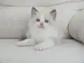 Full şecereli ragdoll yavruları 
