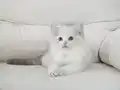 Full şecereli ragdoll yavruları 