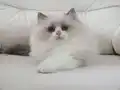 Full şecereli ragdoll yavruları 