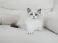 Full şecereli ragdoll yavruları 