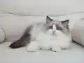 Full şecereli ragdoll yavruları 