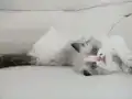 Full şecereli ragdoll yavruları 