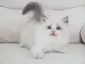 Full şecereli ragdoll yavruları 