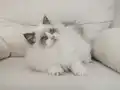 Full şecereli ragdoll yavruları 