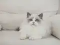 Full şecereli ragdoll yavruları 