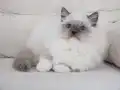 Full şecereli ragdoll yavruları 