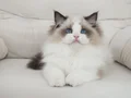 Full şecereli ragdoll yavruları 