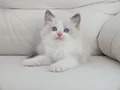 Full şecereli ragdoll yavruları 