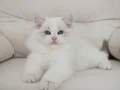 Full şecereli ragdoll yavruları 