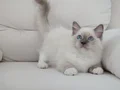 Full şecereli ragdoll yavruları 