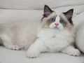 Full şecereli ragdoll yavruları 