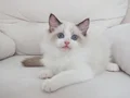 Full şecereli ragdoll yavruları 