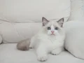 Full şecereli ragdoll yavruları 