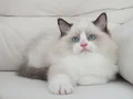 Full şecereli ragdoll yavruları 