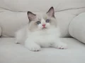 Full şecereli ragdoll yavruları 