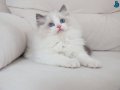 Full şecereli ragdoll yavruları 