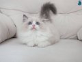 Full şecereli ragdoll yavruları 