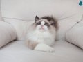 Full şecereli ragdoll yavruları 