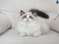 Full şecereli ragdoll yavruları 