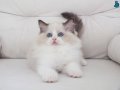 Full şecereli ragdoll yavrulari 