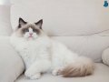 Full şecereli ragdoll yavruları 