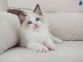 Full şecereli ragdoll yavruları 