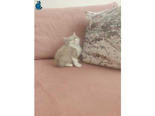 İki erkek güzel kedi