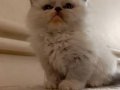 British Shorthair Erkek yavrular 