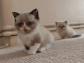 British Shorthair Erkek yavrular 