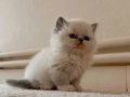 British Shorthair Erkek yavrular 
